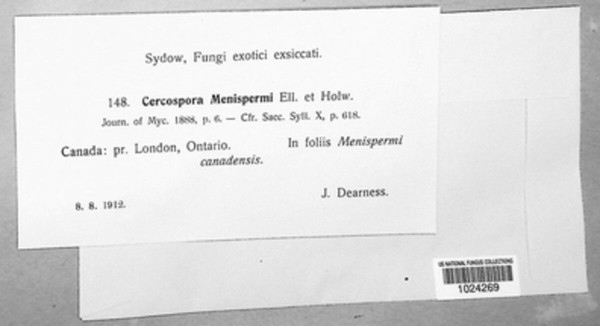 Passalora menispermi image